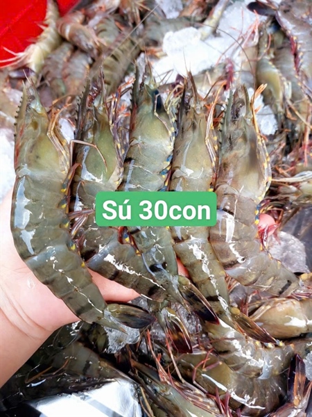 SÚ BIỂN SIZE 30 CON