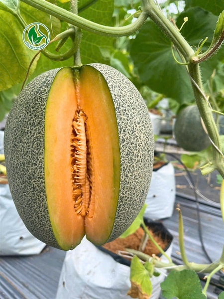 Dưa lưới TL3 Vietgap