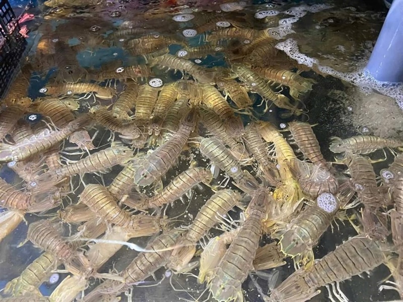 TÔM TÍT SỐNG