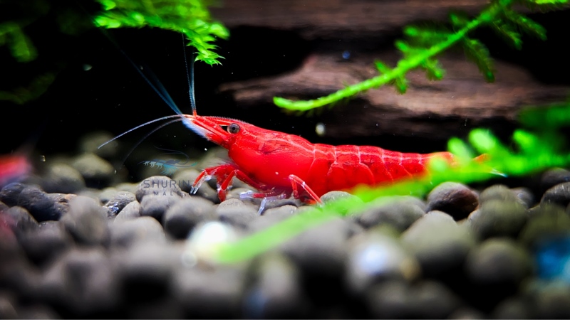 Fire Red