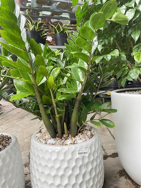 CHẬU TỔ ONG S3 MIX KIM TIỀN