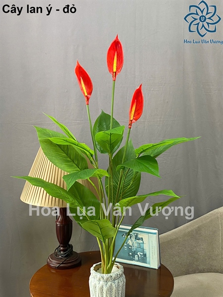 Cây lan ý - Cây - Hoa Lụa Vân Vượng