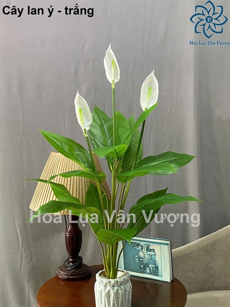 Cây lan ý - trắng - Cây - Hoa Lụa Vân Vượng