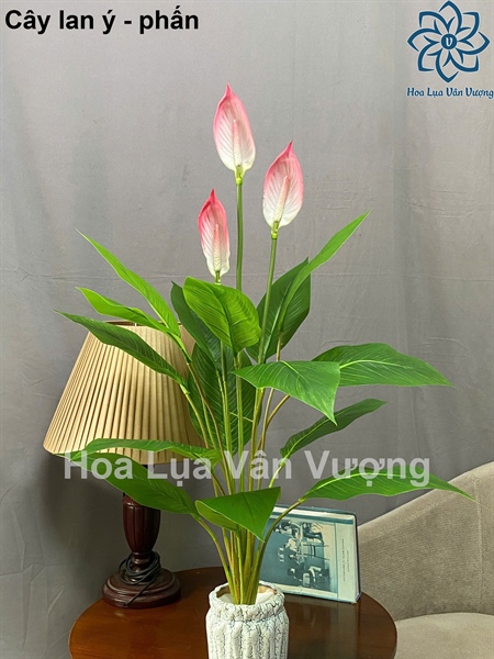 Cây lan ý - phấn - Cây - Hoa Lụa Vân Vượng