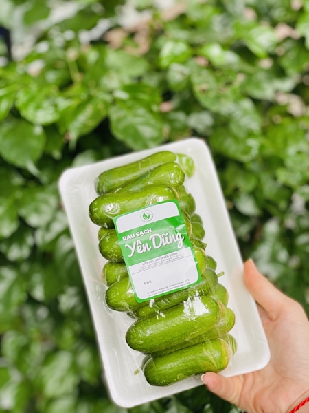 Dưa leo baby Vietgap