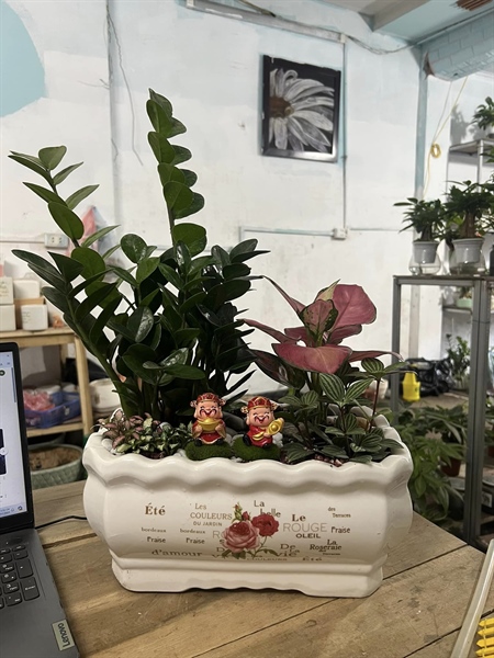 Chậu chữ nhật viền cong TRUNG QUỐC nhiều mẫu mã đa dạng