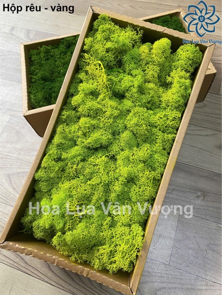 Hộp rêu - Rêu - Hoa Lụa Vân Vượng