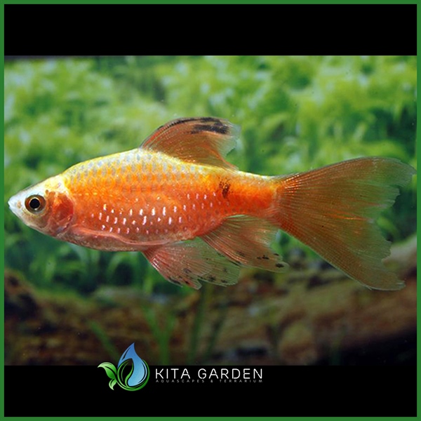 Cá hồng cam vây dài