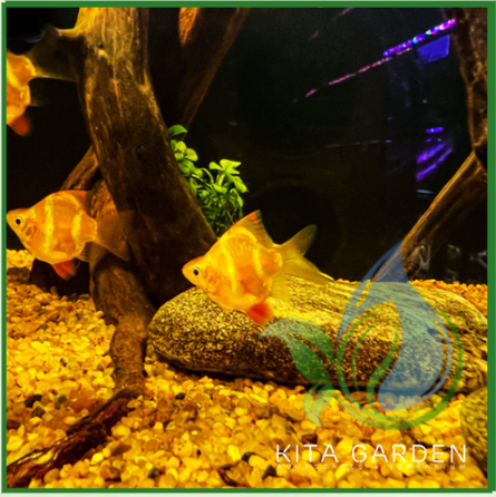 Cá Xecan vàng short