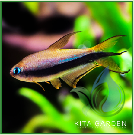 Cá neon hoàng đế vây dài