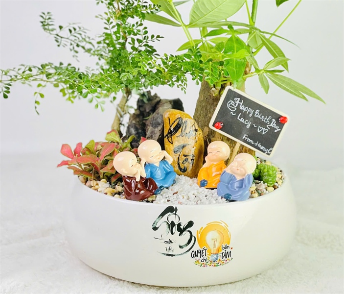 CHẬU HẠT DẺ LÙN S3 MIX CẦN THĂNG KIM NGÂN