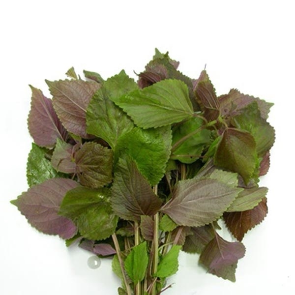 TÍA TÔ- kinh giới ( 大葉，しそ )