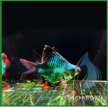 Cá Xecan xanh short