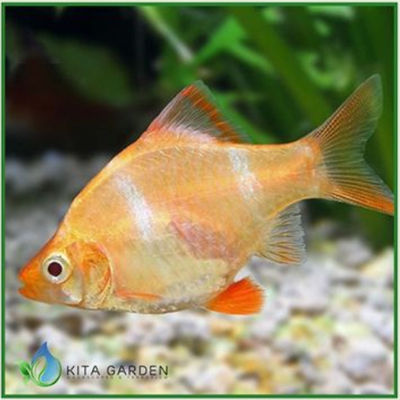 Cá xecan vàng