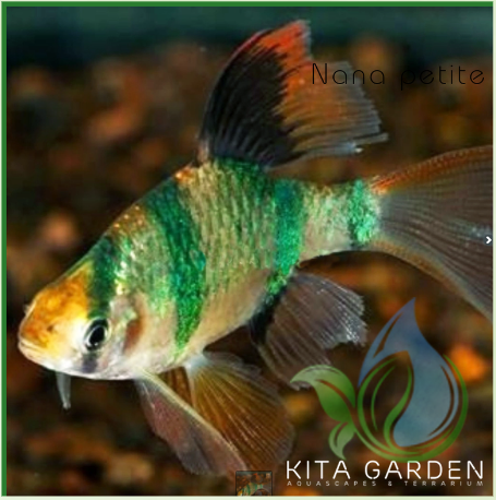Cá xecan xanh longfin