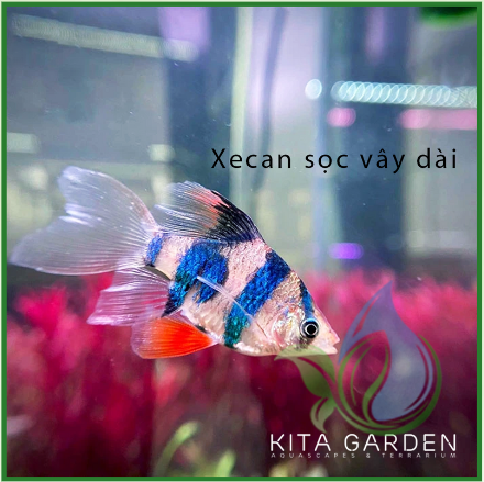 Cá xecan sọc longfin