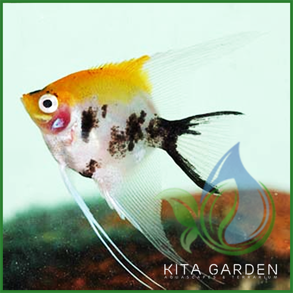 Cá thần tiên nhỏ