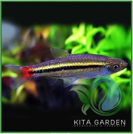 Cá Lòng tong đuôi đỏ