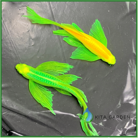 Cá sọc ngựa cánh tiên - mix màu