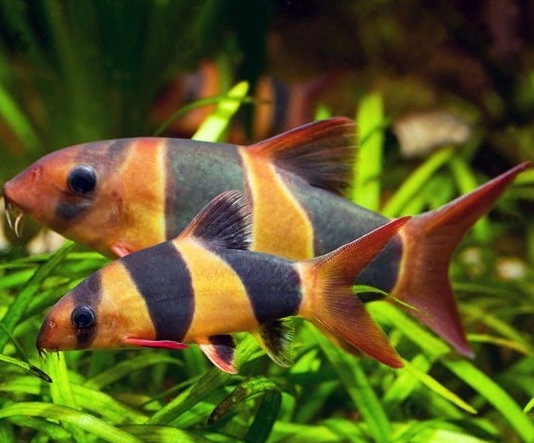 Cá chuột Mỹ U4-5