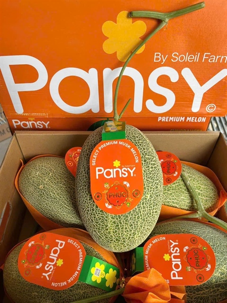 Dưa lưới Pansy vỏ xanh