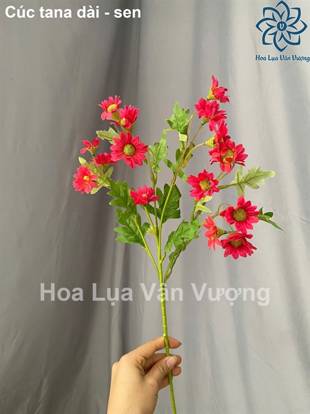 Cúc tana dài - sen - Hoa cành dài - Hoa Lụa Vân Vượng