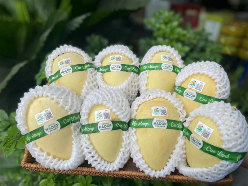 Xoài Cát Chu Da Vàng T&H