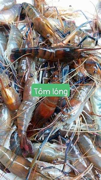 TÔM LÓNG