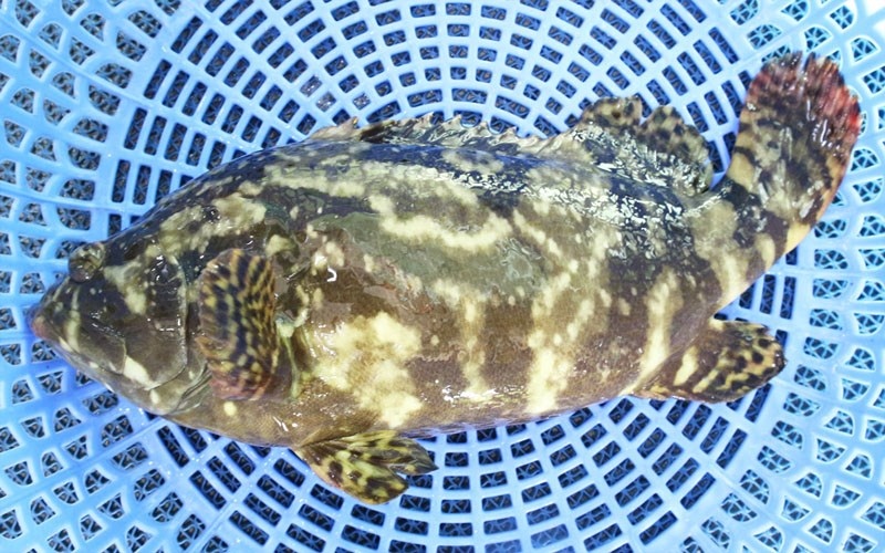 Cá mú biển ( tuỳ từng ngày )