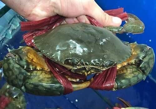 Cua biển ( tháng 2 lần bán )