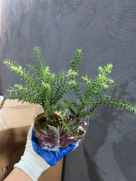 CÂY TÙNG BỒNG LAI XƯƠNG CÁ ( THÙNG 40 CÂY )