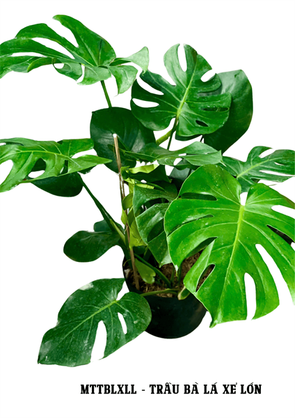 CÂY MONSTERA (TRẦU BÀ LÁ XẺ SỐ 2)