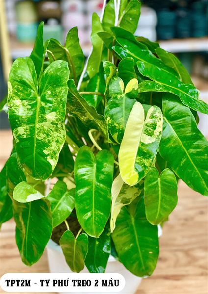 CÂY TỶ PHÚ TREO 2 MÀU