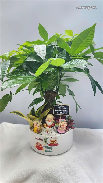 CHẬU TRỤ BẸT S4 MIX KIM NGÂN GỐC TO