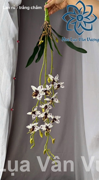 Lan rủ - trắng chấm - Hồ điệp, lan - Hoa Lụa Vân Vượng