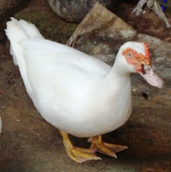 VỊT ĐẺ 4452-9802