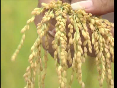 Lúa Nhật