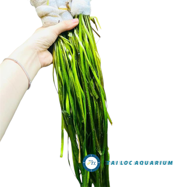 Trang trí bể cá: Cây thủy sinh - Hẹ nước - Hẹ thẳng