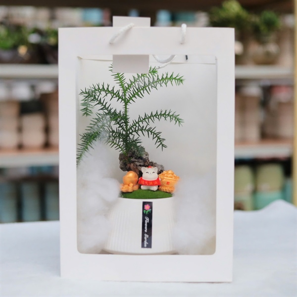 CHẬU TÙNG BỒNG LAI MIX MÈO TÀI LỘC