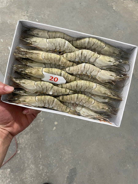 Tôm Sú 20 Net đủ 500gr