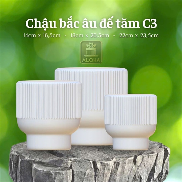 CHẬU BẮC ÂU ĐẾ TĂM