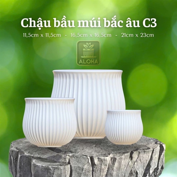 CHẬU BẦU MÚI BẮC ÂU