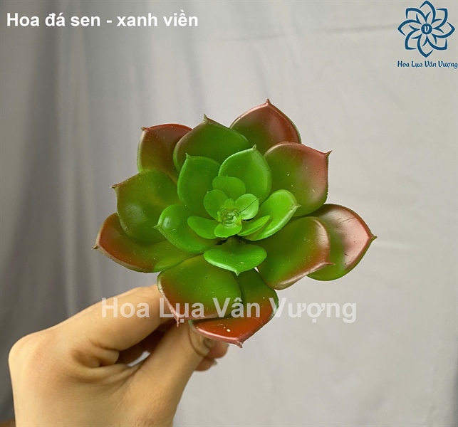 Hoa đá sen - xanh viền - Hoa đá - Hoa Lụa Vân Vượng
