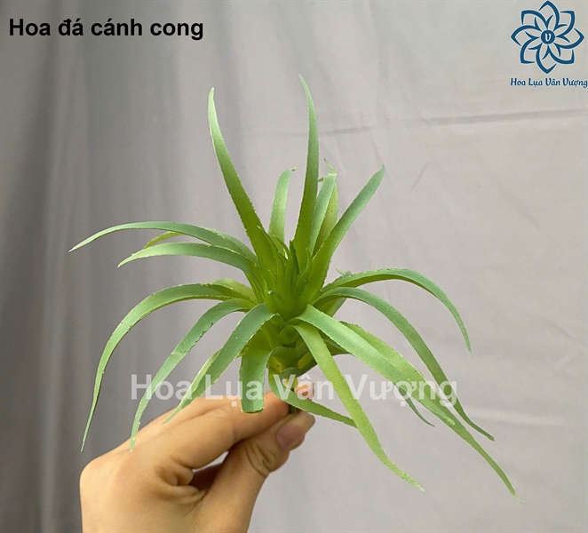 Hoa đá cánh cong - Hoa đá - Hoa Lụa Vân Vượng