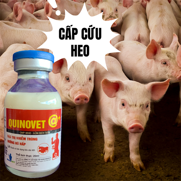 QUINOVET @ (Cefquinol 5%) 20ml
