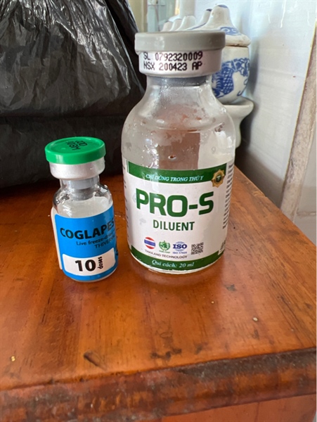 dịch tả heo pháp ZOETIS PEST VAC 10 liều + pha COLAPEST