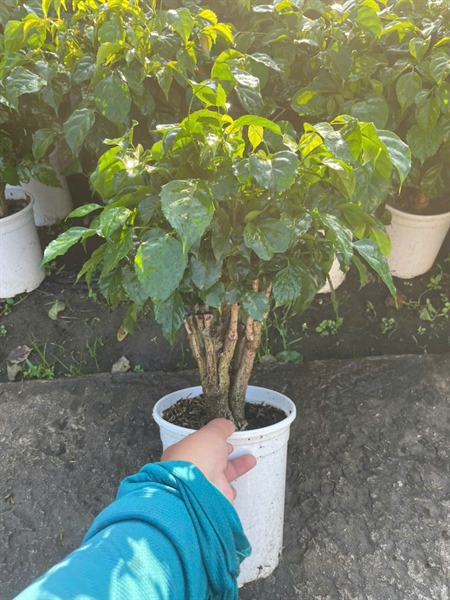 CÂY HẠNH PHÚC BỤI GỐC TO NHIỀU LÁ