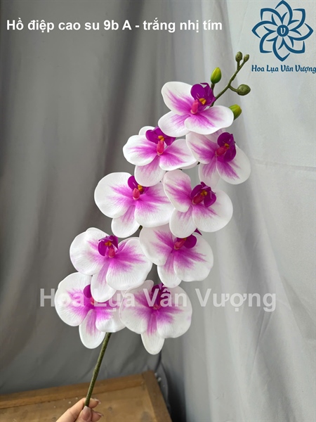 Hồ điệp cao su 9b A - Trắng nhị tím - Hồ điệp, lan - Hoa Lụa Vân Vượng
