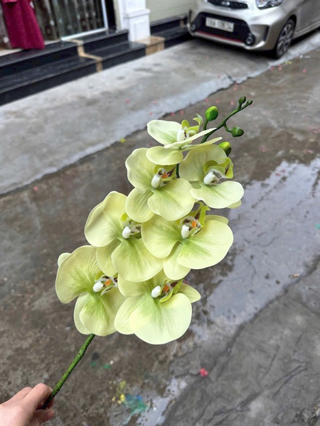 Hồ điệp cao su 7b - cốm nhạt - Hồ điệp, lan - Hoa Lụa Vân Vượng