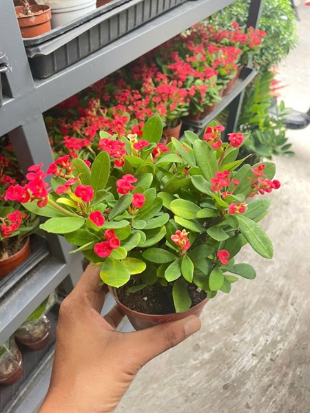 CÂY BÁT TIÊN (THÙNG 24 CÂY)